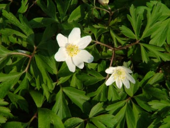 Anemone nemorosa Bosanemoon bestellen